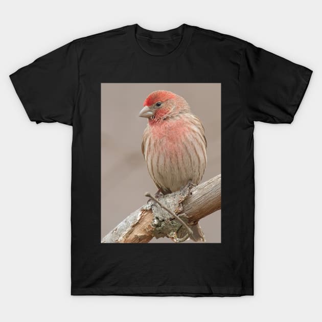 Beautiful House Finch in winter time T-Shirt by BirdsnStuff